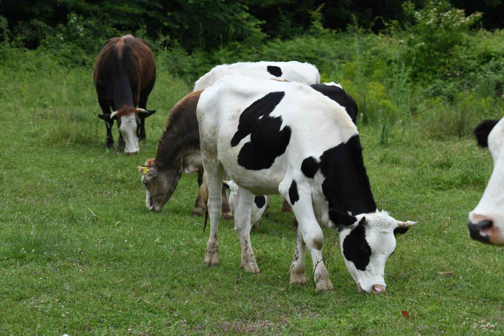 Narkoey Ecologic Hotel & Organic Farm Kocaeli Esterno foto