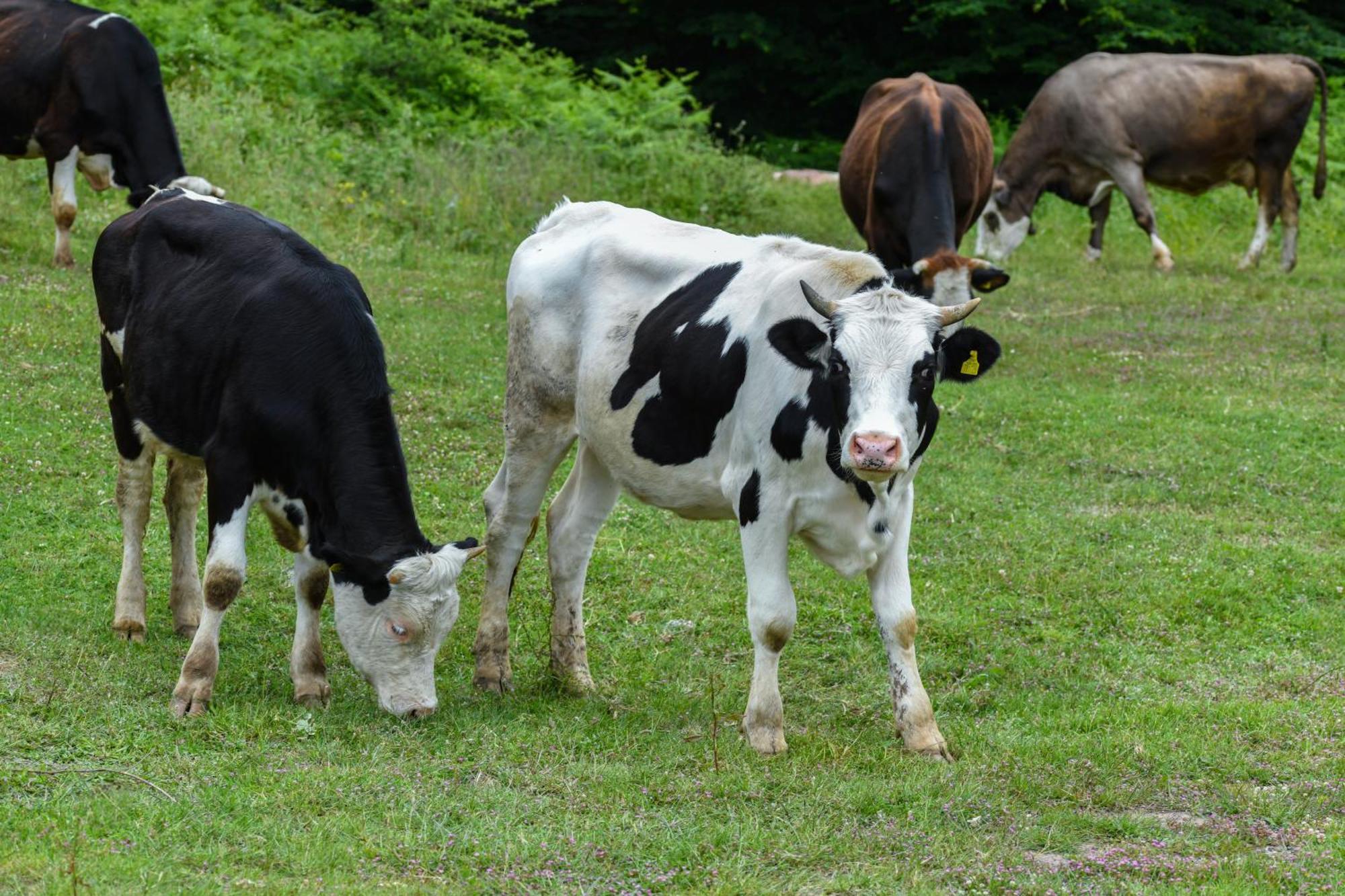 Narkoey Ecologic Hotel & Organic Farm Kocaeli Esterno foto